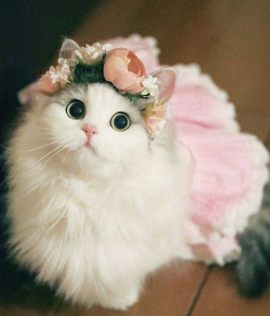 那些可以领养猫咪：开启温馨的宠物生活